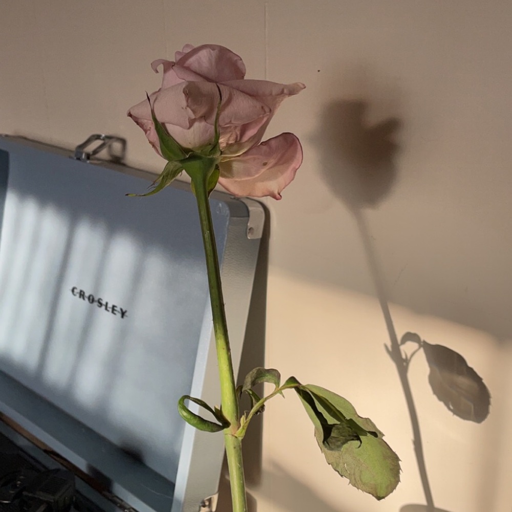 Meet your Posher, Lexxy